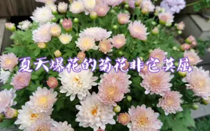 Tải video: 洛可可风的菊花，夏季爆花【秋天嬷嬷茶的花园时光】