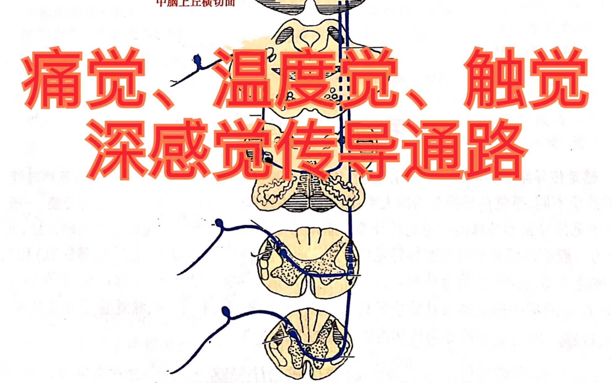 感觉传导通路—浅感觉、深感觉传导路径哔哩哔哩bilibili