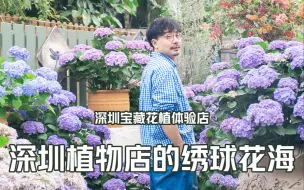 Download Video: 深圳宝藏植物店打造的法式复古绣球花园