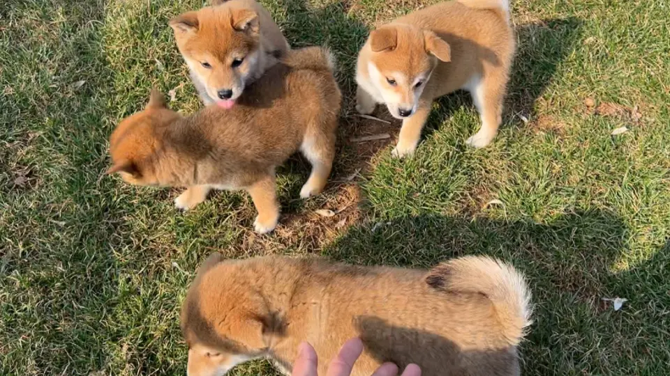 豆柴】终于繁殖出一只超级小的柴犬，迷你豆柴也太可爱了吧！_哔哩哔哩_ 