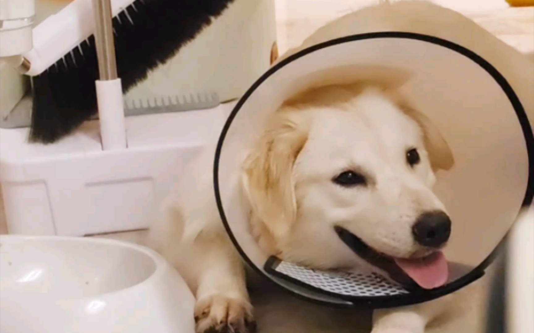 吃饱喝足的狼外婆疯狂wink