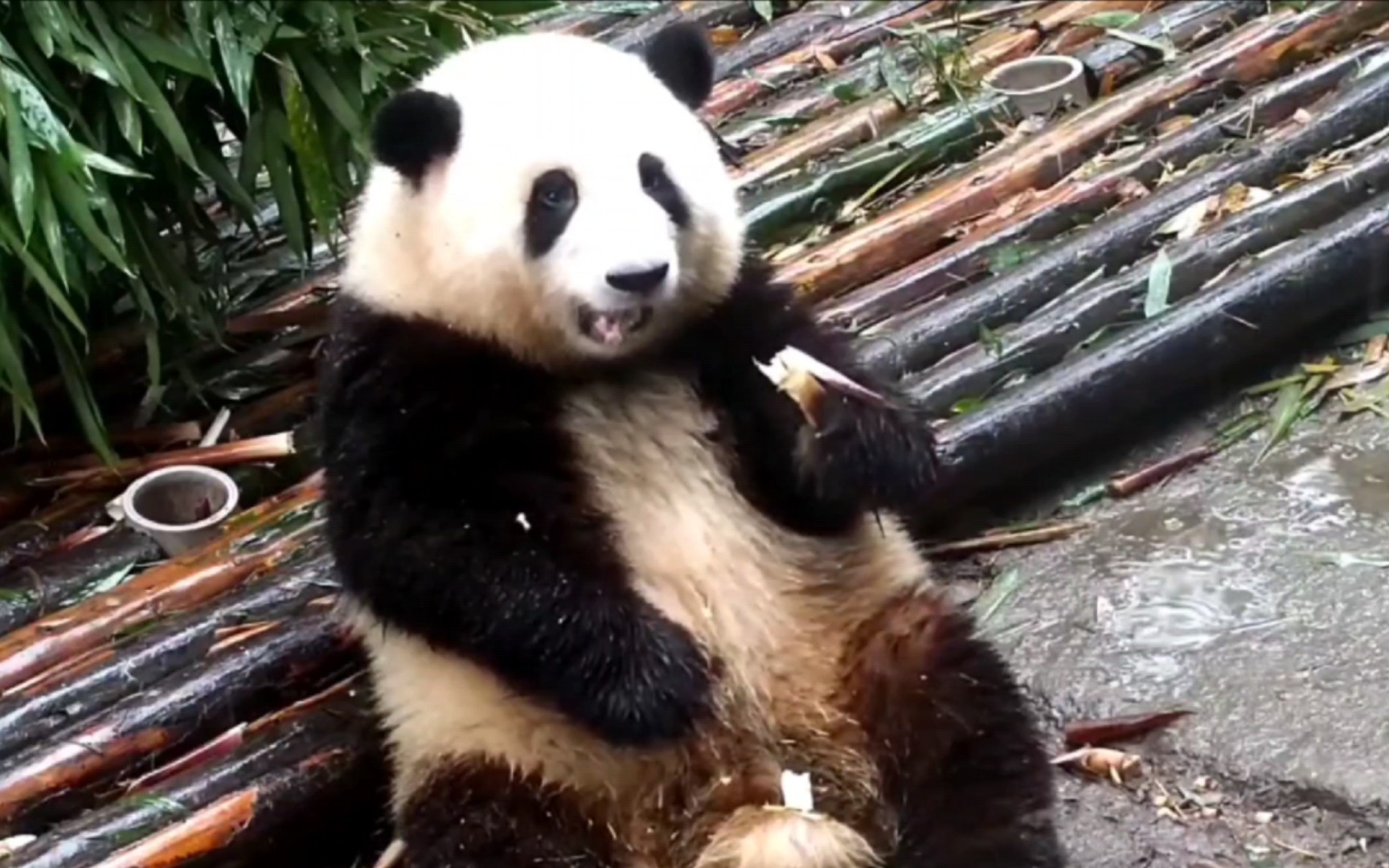 大熊猫成功在兽舍内死亡，花花没有妈妈了
