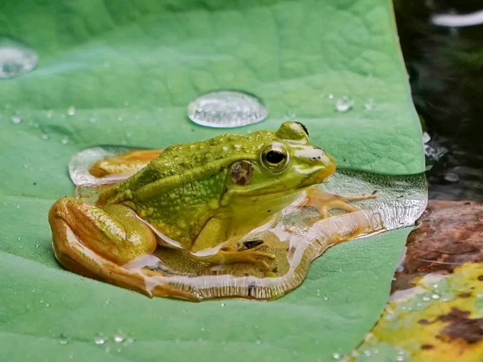 春天来了,青蛙开始活跃了