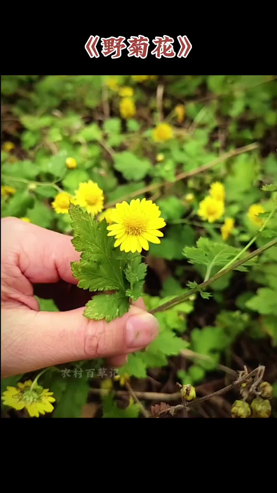 野菊花,别名:山菊花,是菊科菊属多年生草本,在农村很常见,你的家乡还有吗?哔哩哔哩bilibili