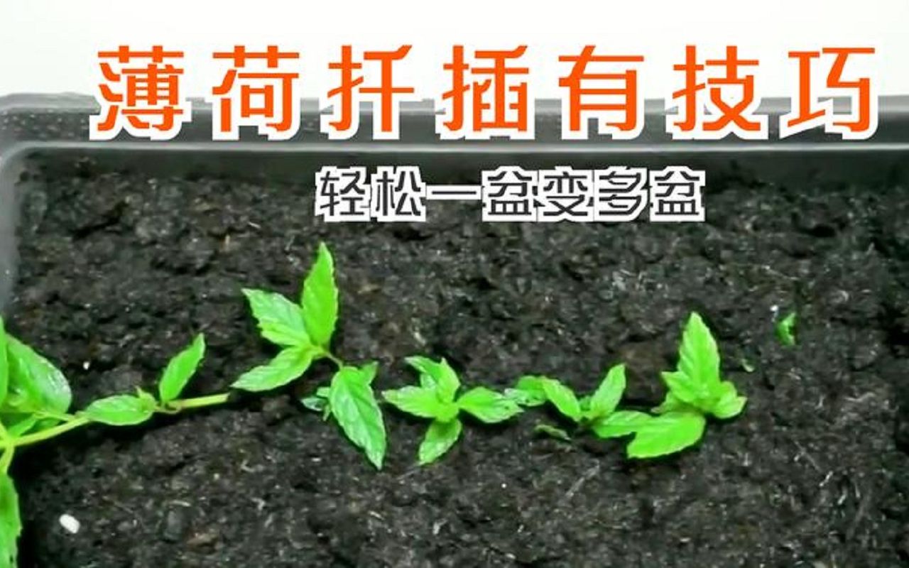 薄荷扦插有技巧,多做“这一步”,7天就生根,轻松繁殖一大片哔哩哔哩bilibili