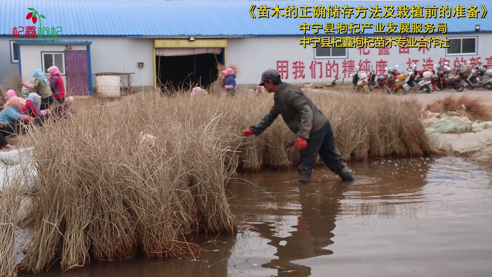 枸杞苗木的保管与栽植前的准备哔哩哔哩bilibili