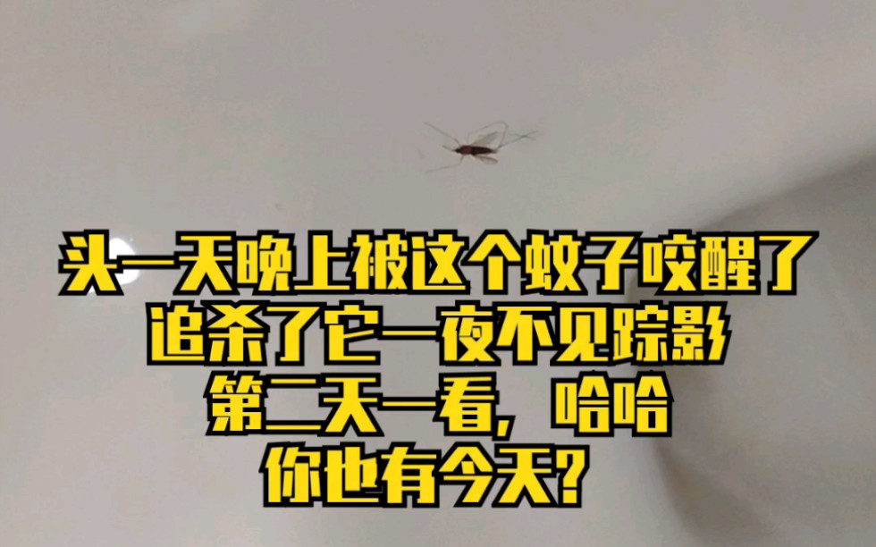 你也有今天?万物皆有灵,蚊子除外!
