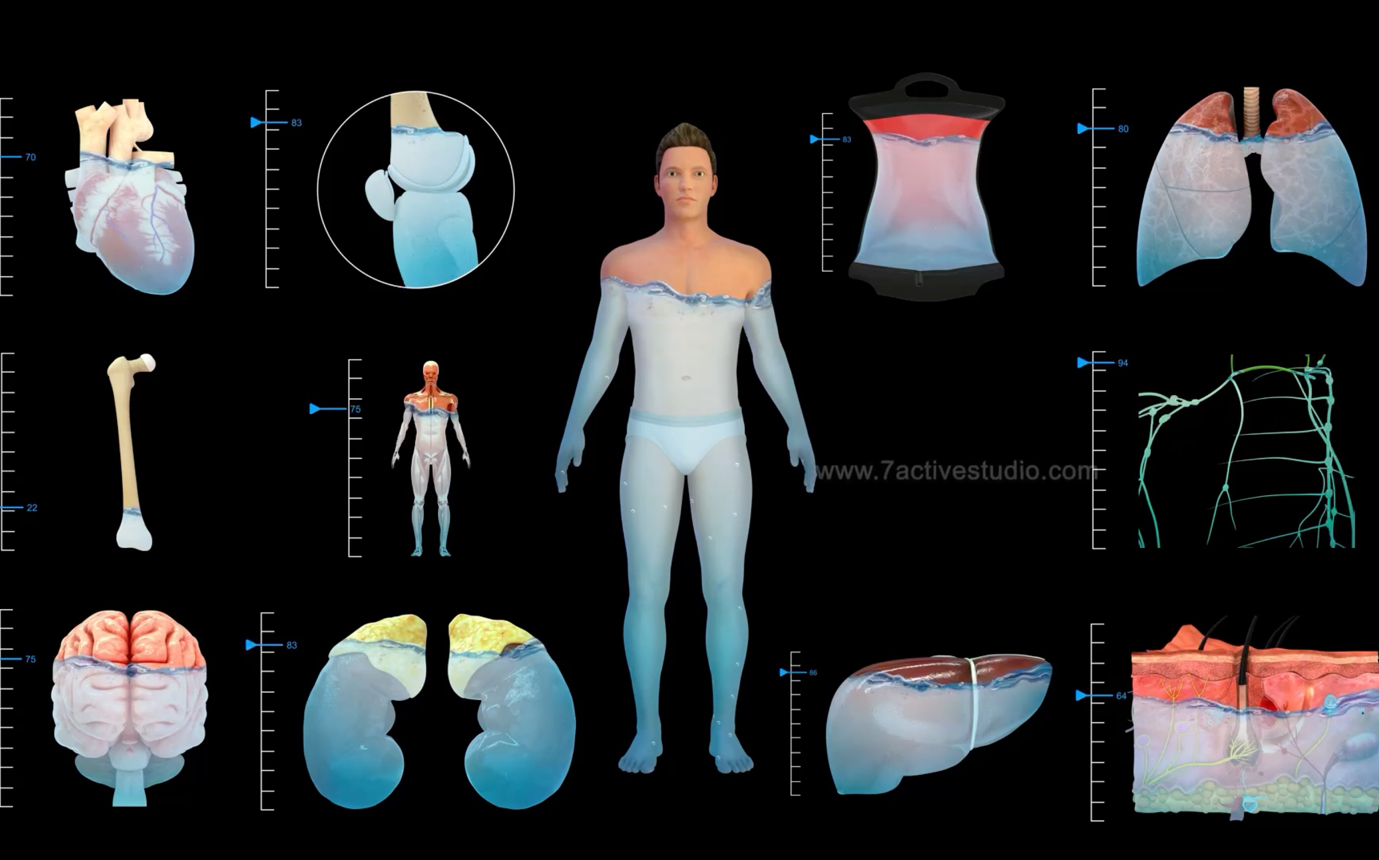 人体水分最多的器官图片