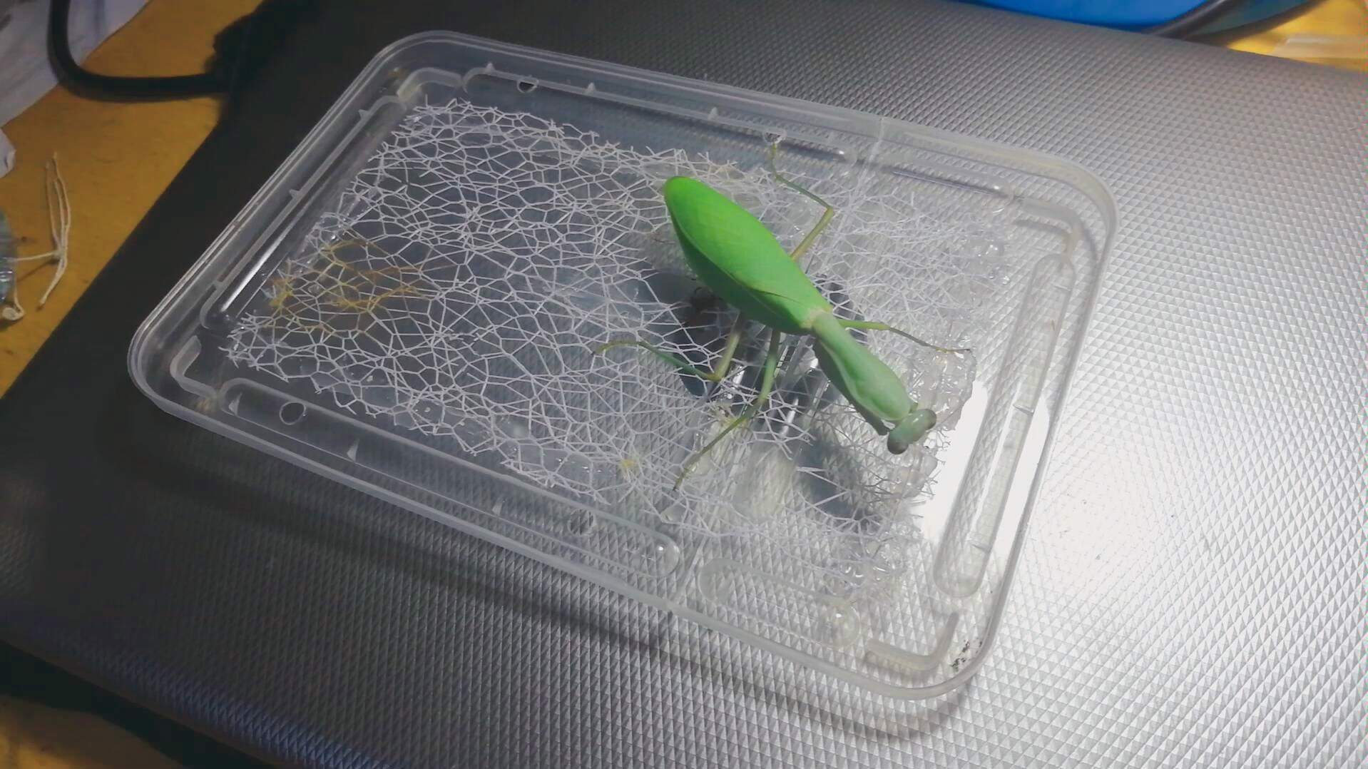 【一道硬菜】宽背斧螳捕食星天牛_哔哩哔哩_bilibili