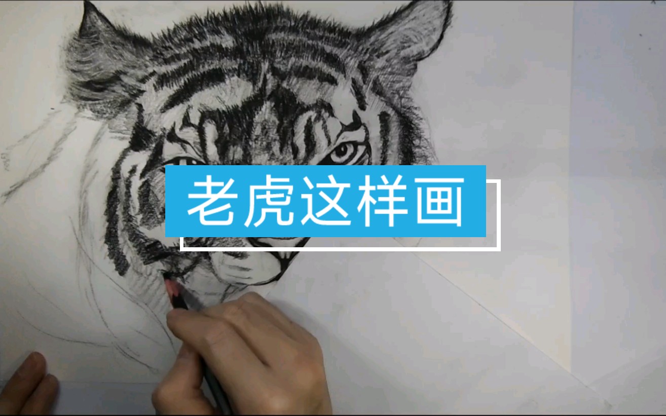 动物素描老虎绘画上集哔哩哔哩bilibili