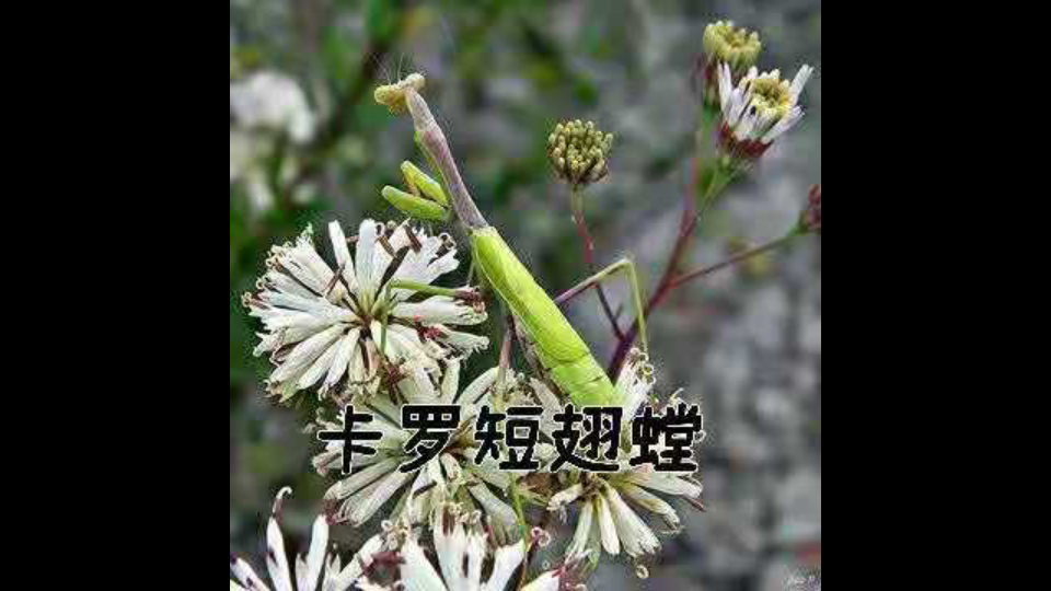 活动作品卡罗短翅螳捕食