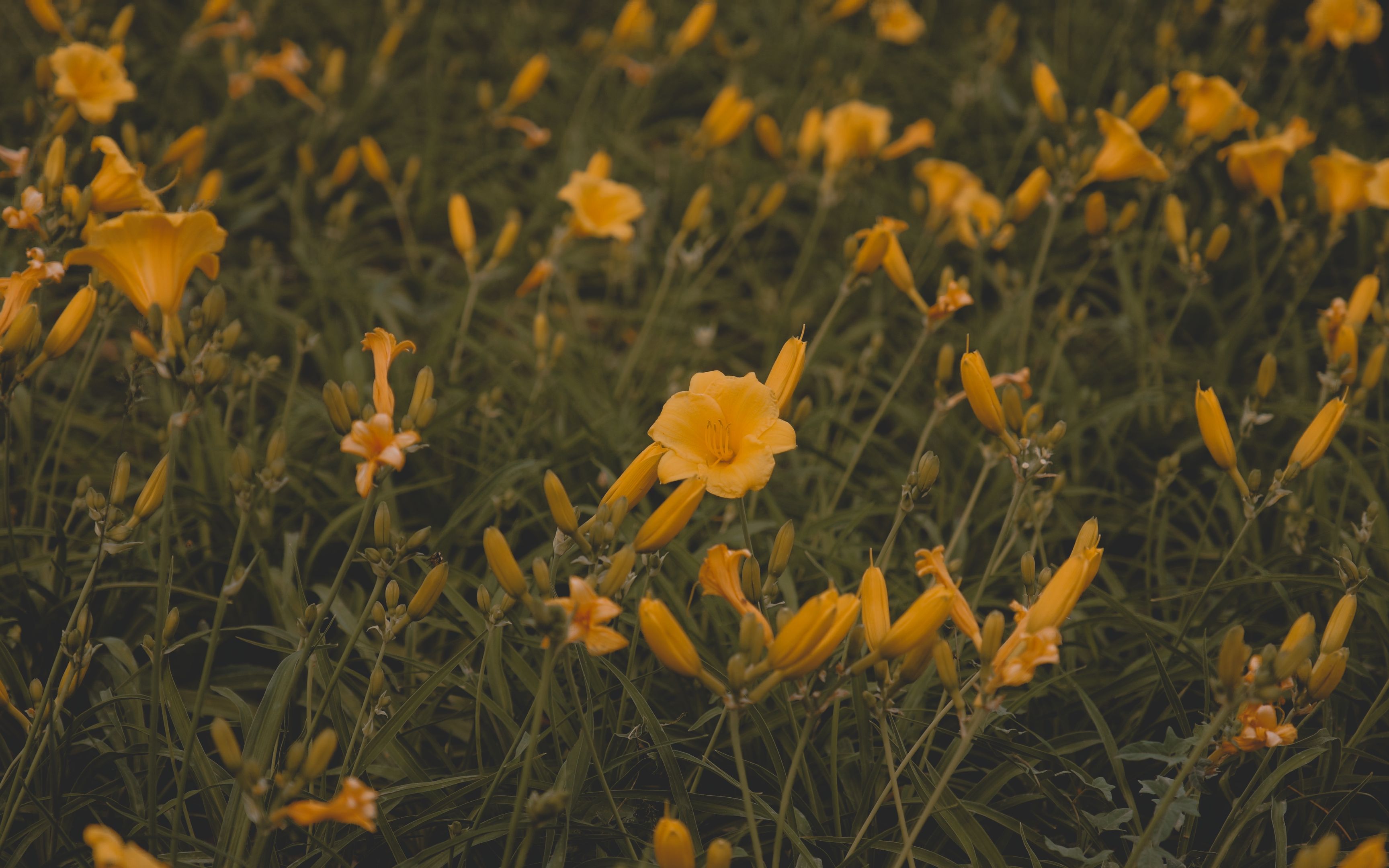 4k情绪影片,平静的生活.