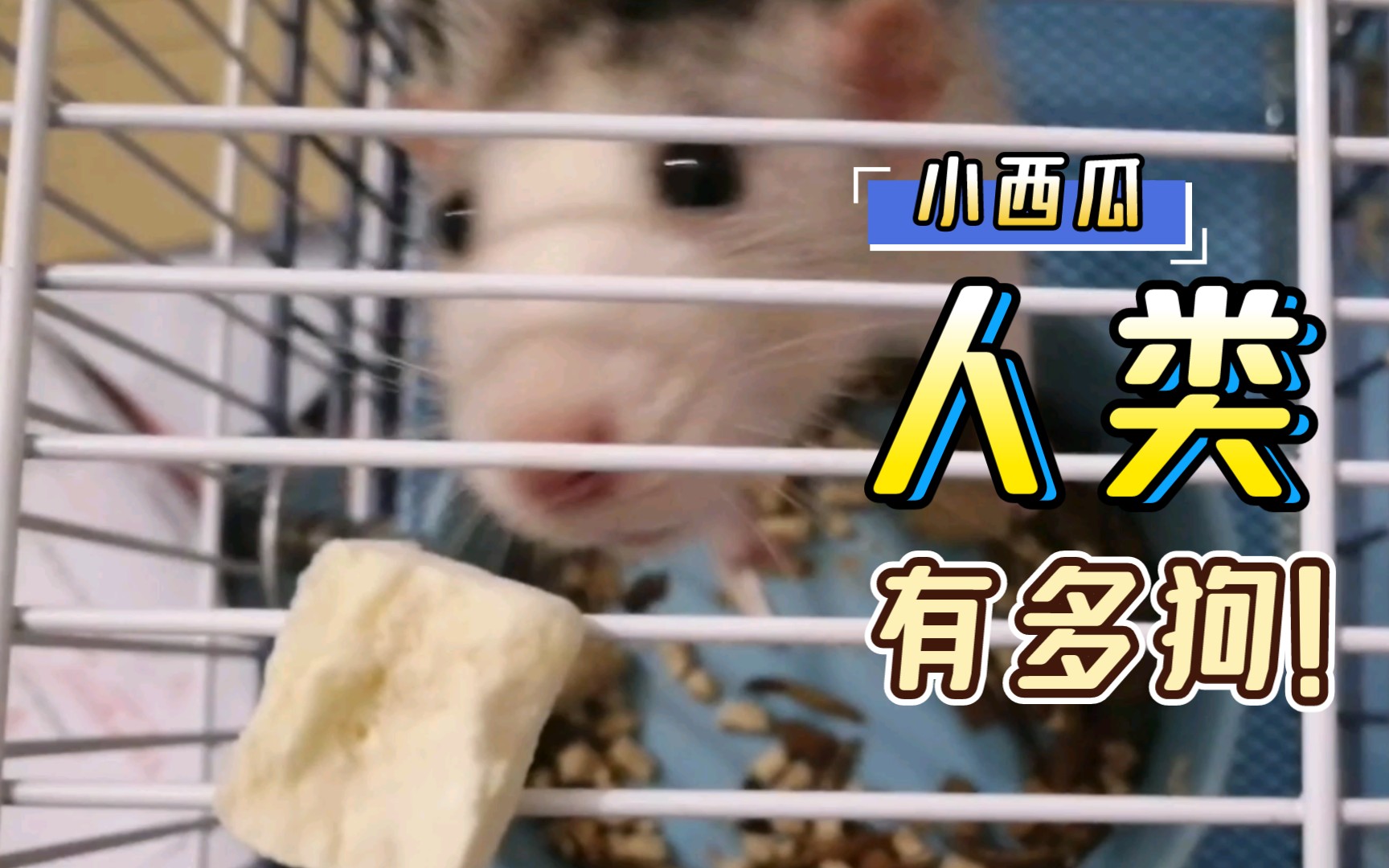 活动作品花枝鼠夺笋呐气死鼠了