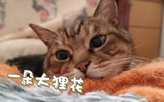 猫朵狸 搜索结果 哔哩哔哩 Bilibili