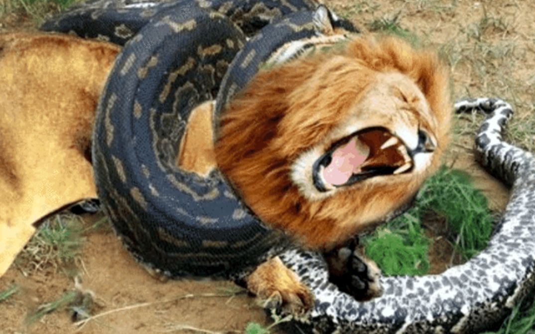 狮子大战蟒蛇图片