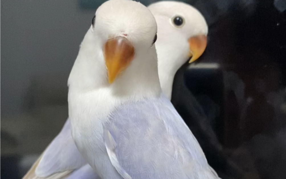 漂亮的紫薰牡丹鹦鹉,紫色系是真耐看,已断奶独立,xhx0230!