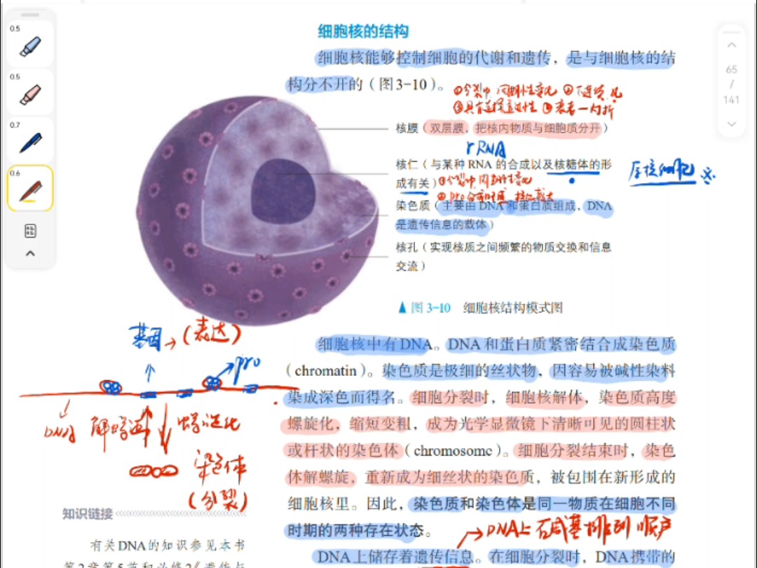 核仁的细微结构