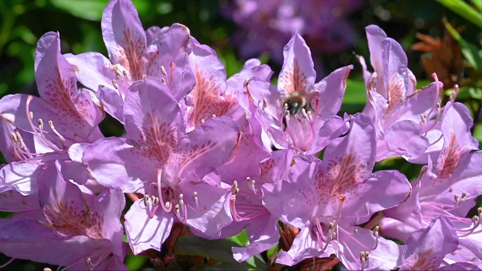 杜鹃花介绍