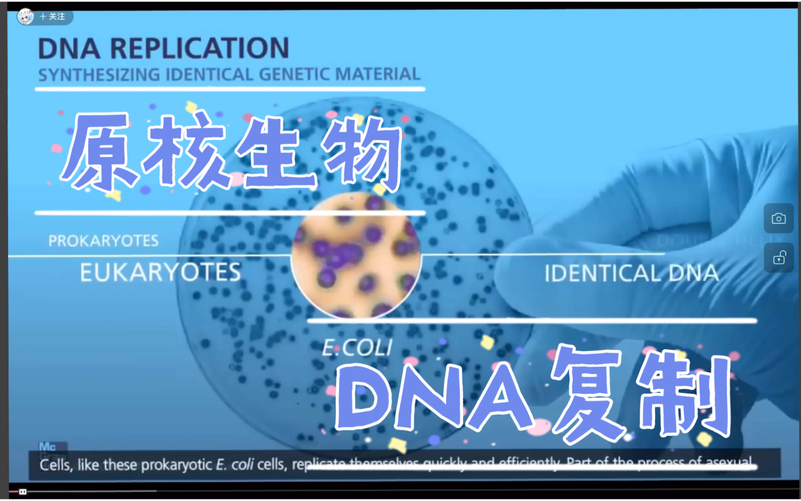 [图]生物化学-12-原核生物DNA复制过程-冈崎片段。