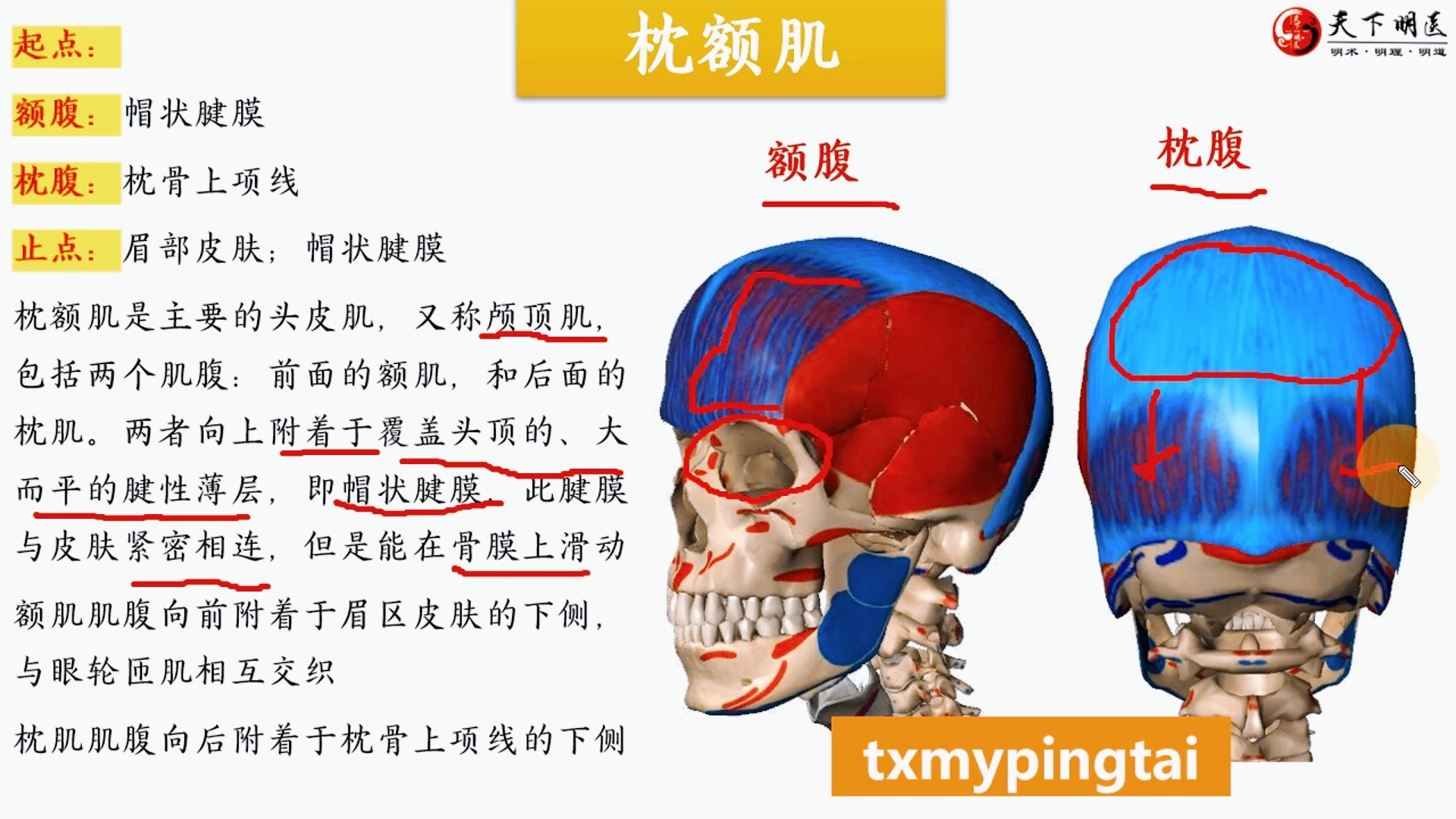 颞肌的作用图片