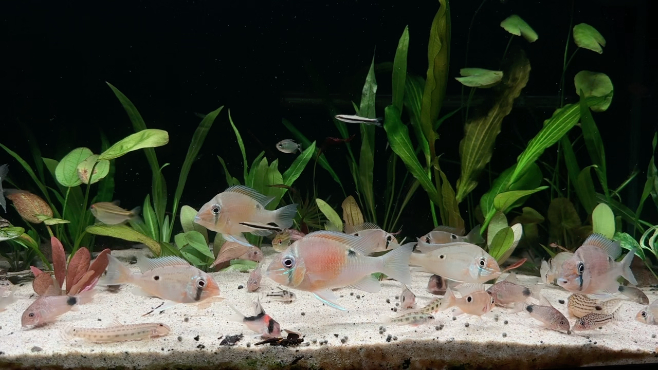 黄腹月亮宝石鱼