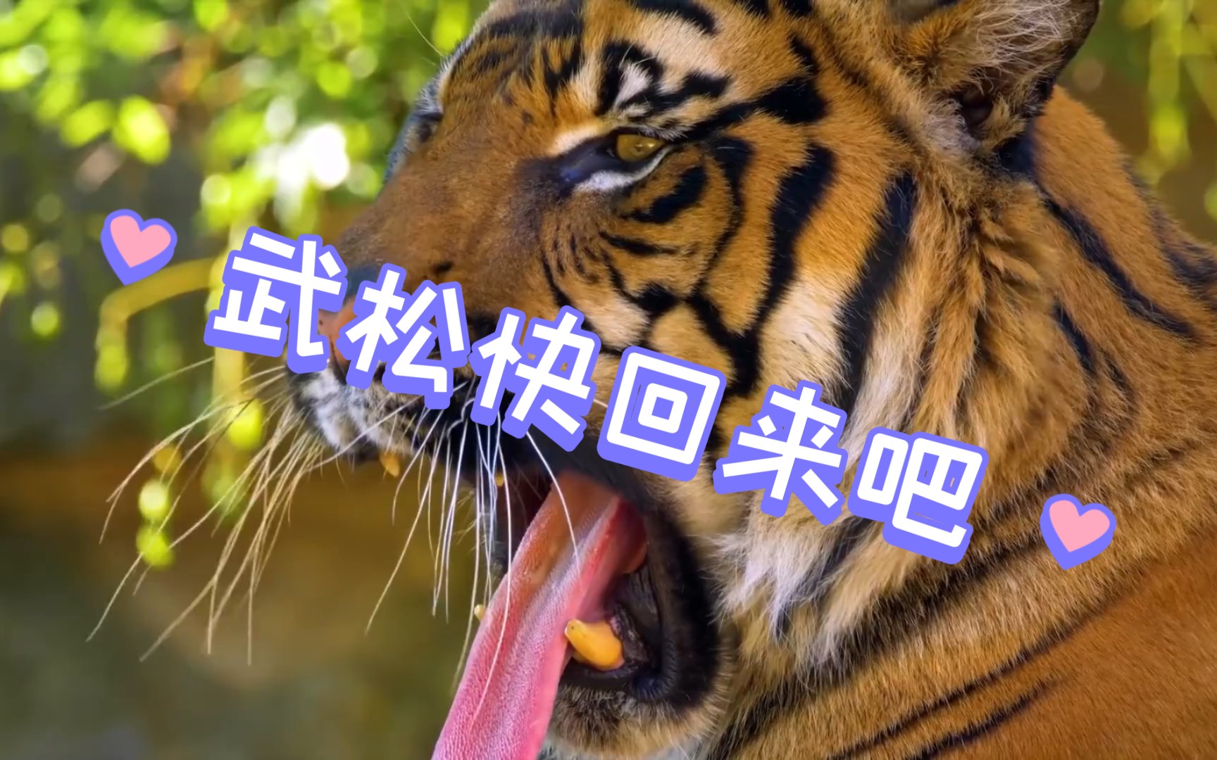 松啊,虎虎我想你了,你也在想我吗?
