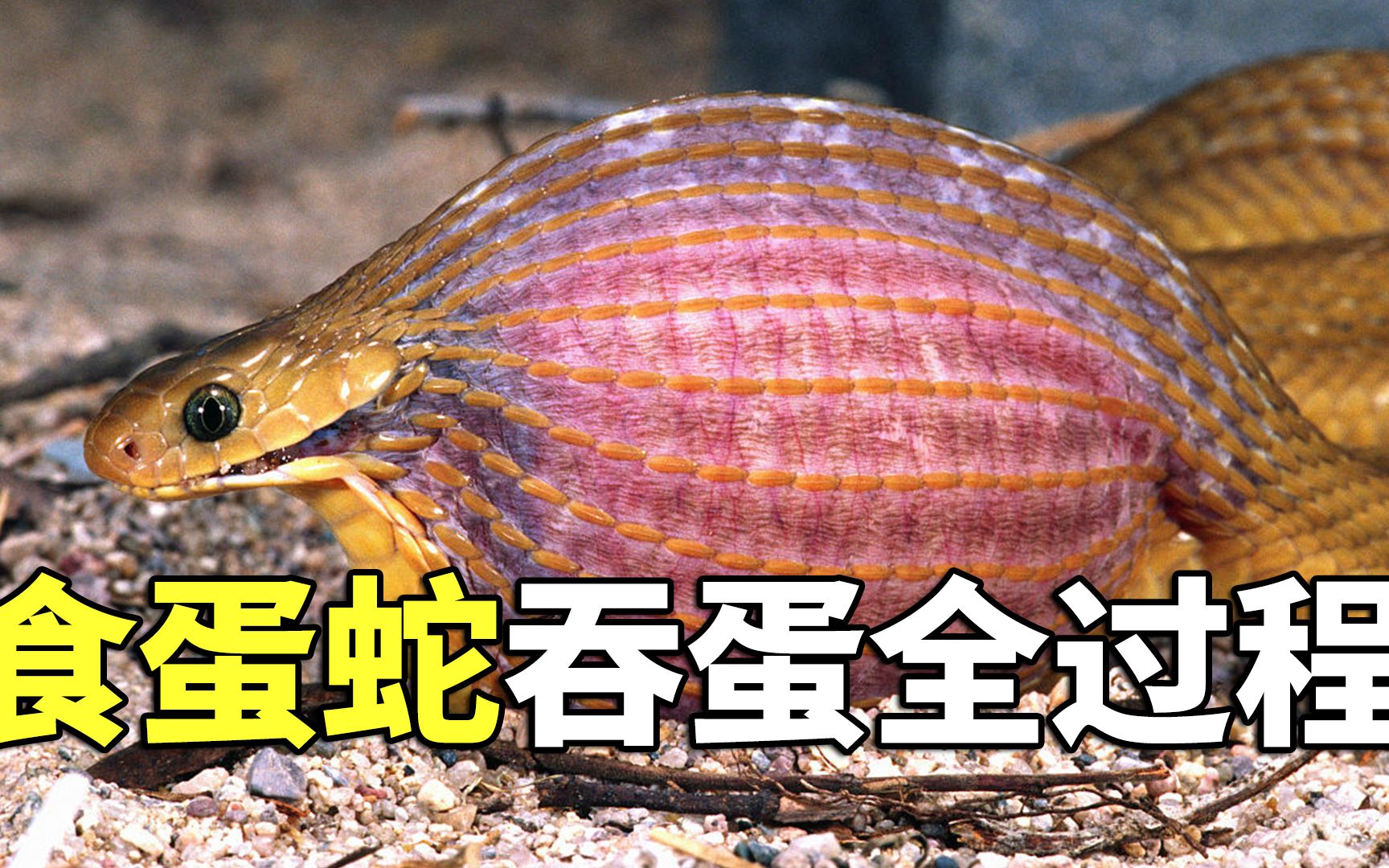 食蛋蛇上演吞蛋全过程,把一旁的珍珠鸡都吓傻了,刚想逃跑又被狞猫猎杀