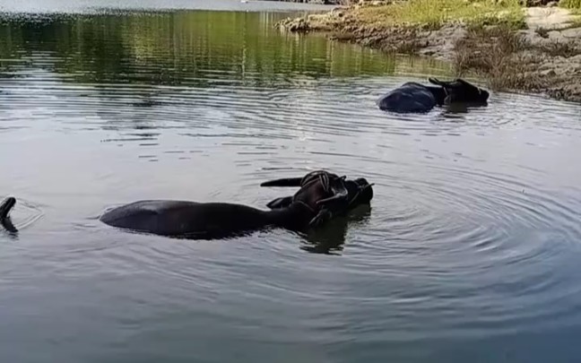 水牛很开心的潜水