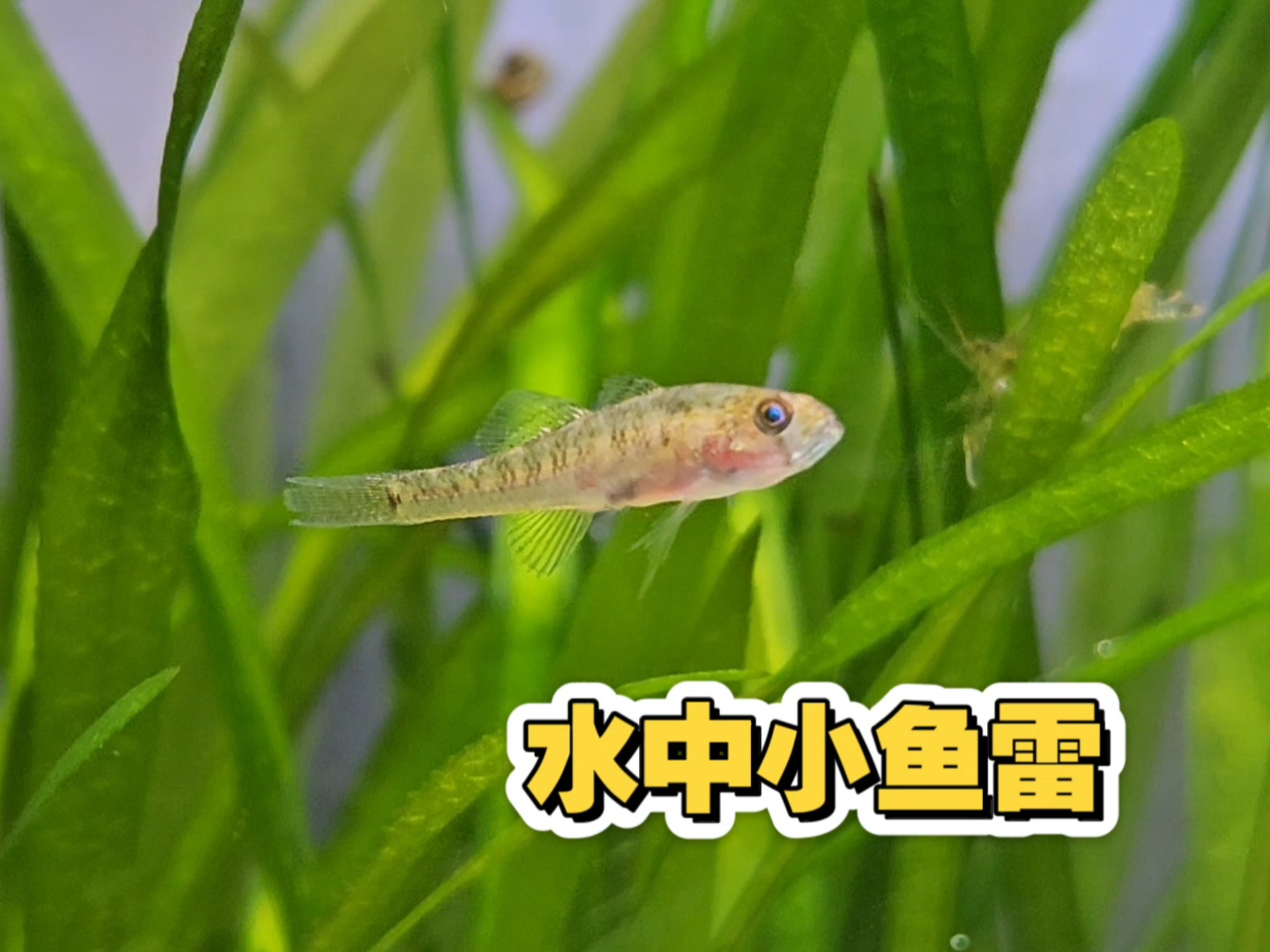 会悬停的小黄黝鱼