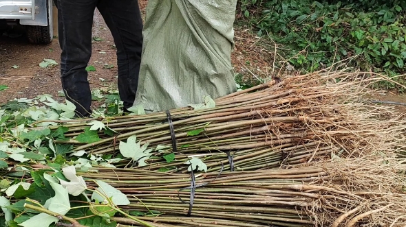 千年桐一二年苗基地直发