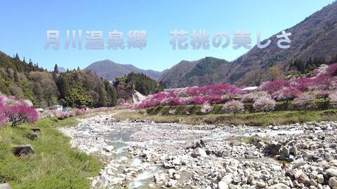 4k 月川温泉郷花桃満開長野県阿智村昼神温泉周辺 桃の品種が多く 5000本の花桃で大変有名 哔哩哔哩