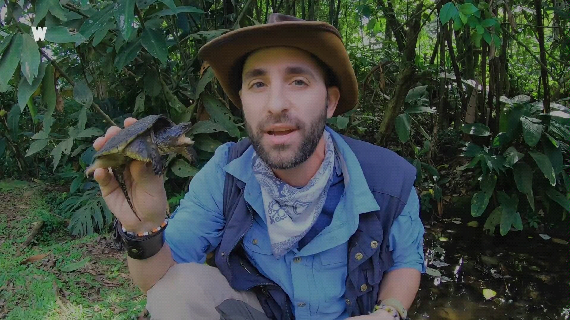 snapping turtle bites me. again.