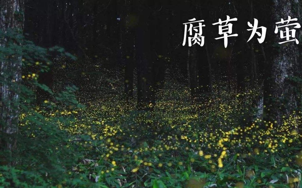 【看简介捏】这个点偷偷上传一首《腐草为萤》应该没人能看到