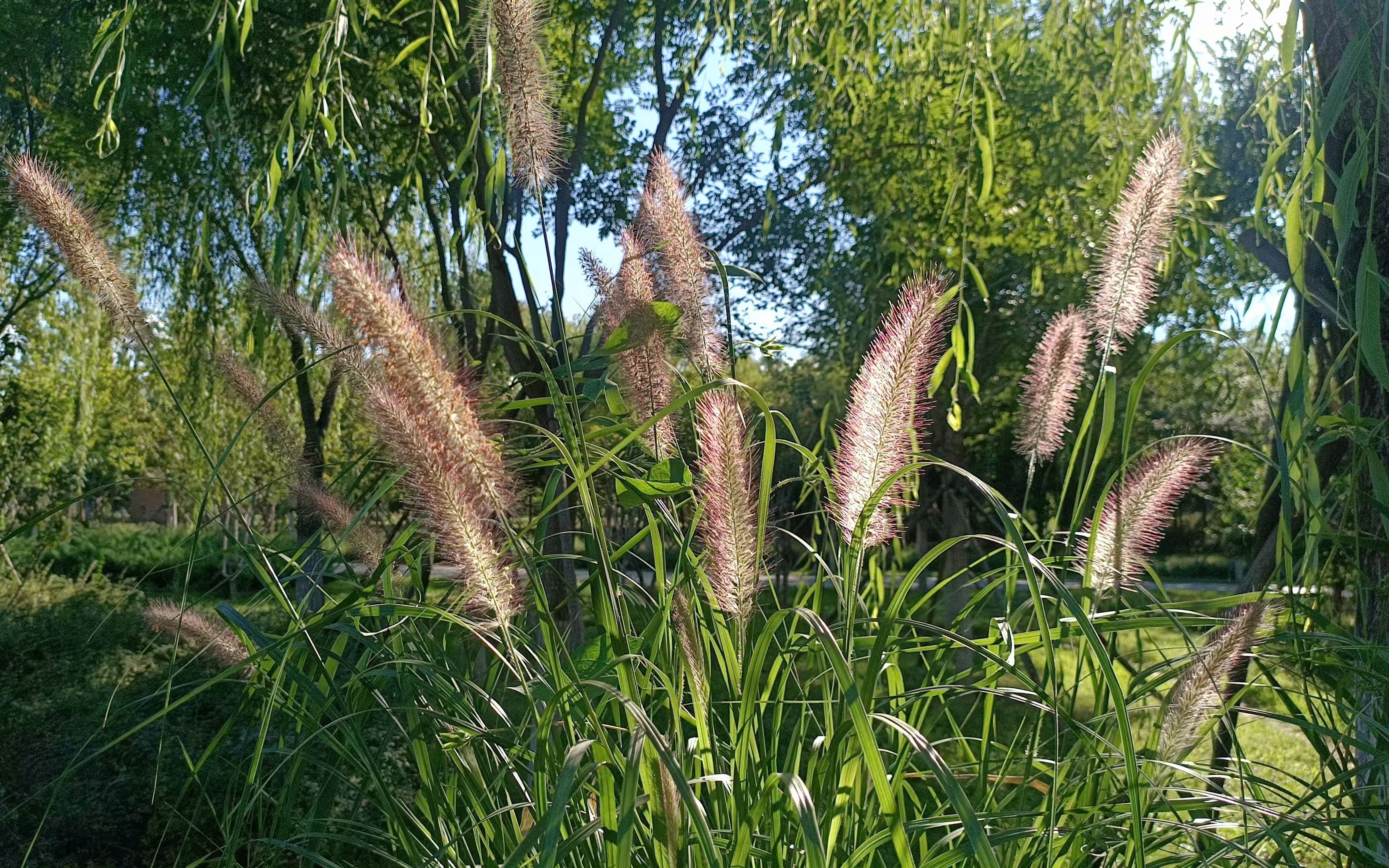 [图]夏日蝉鸣