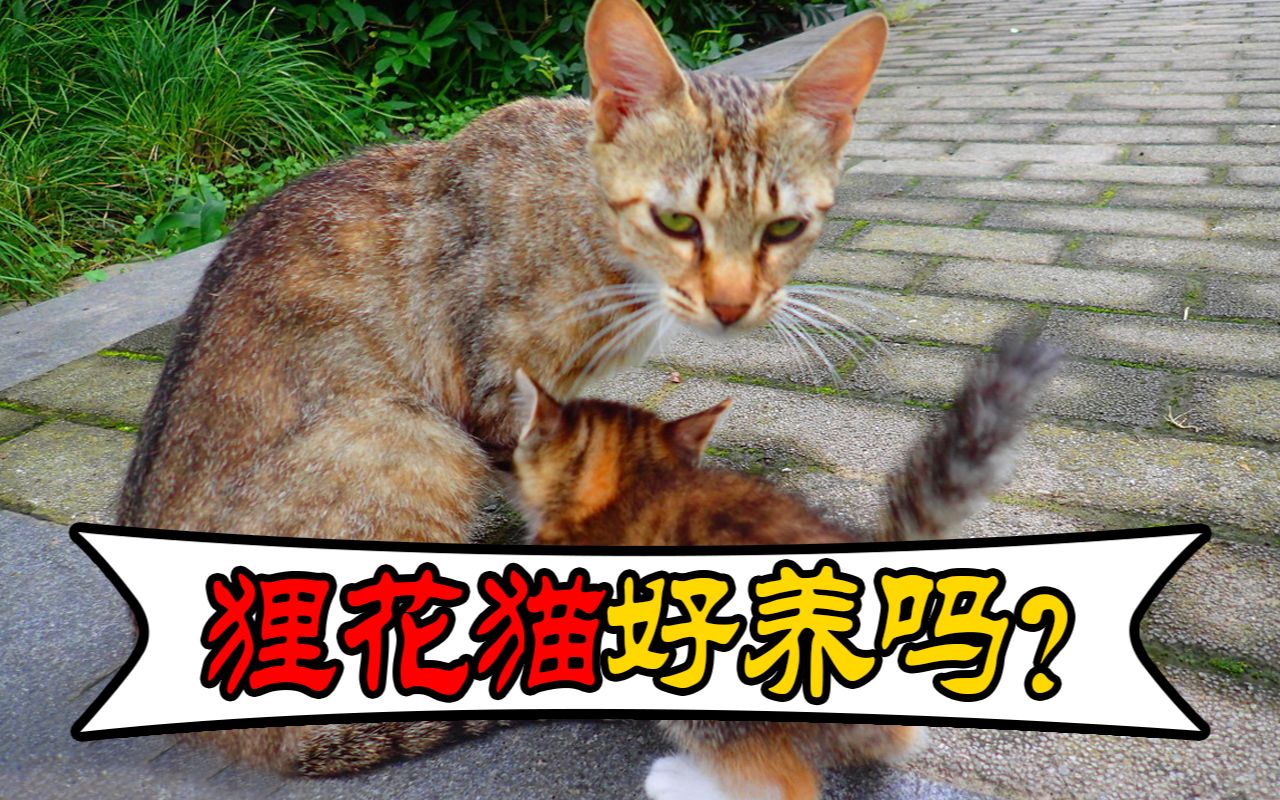 狸花猫性格怎么样,好养吗?哔哩哔哩bilibili