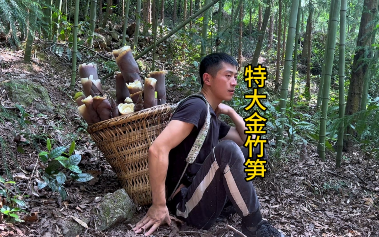 第一次掰这么大的金竹笋,一根俩个人都吃不完,还没掰过瘾就背不动了