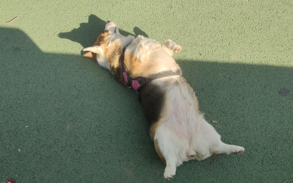 公园里的翻滚基 根本停不下来