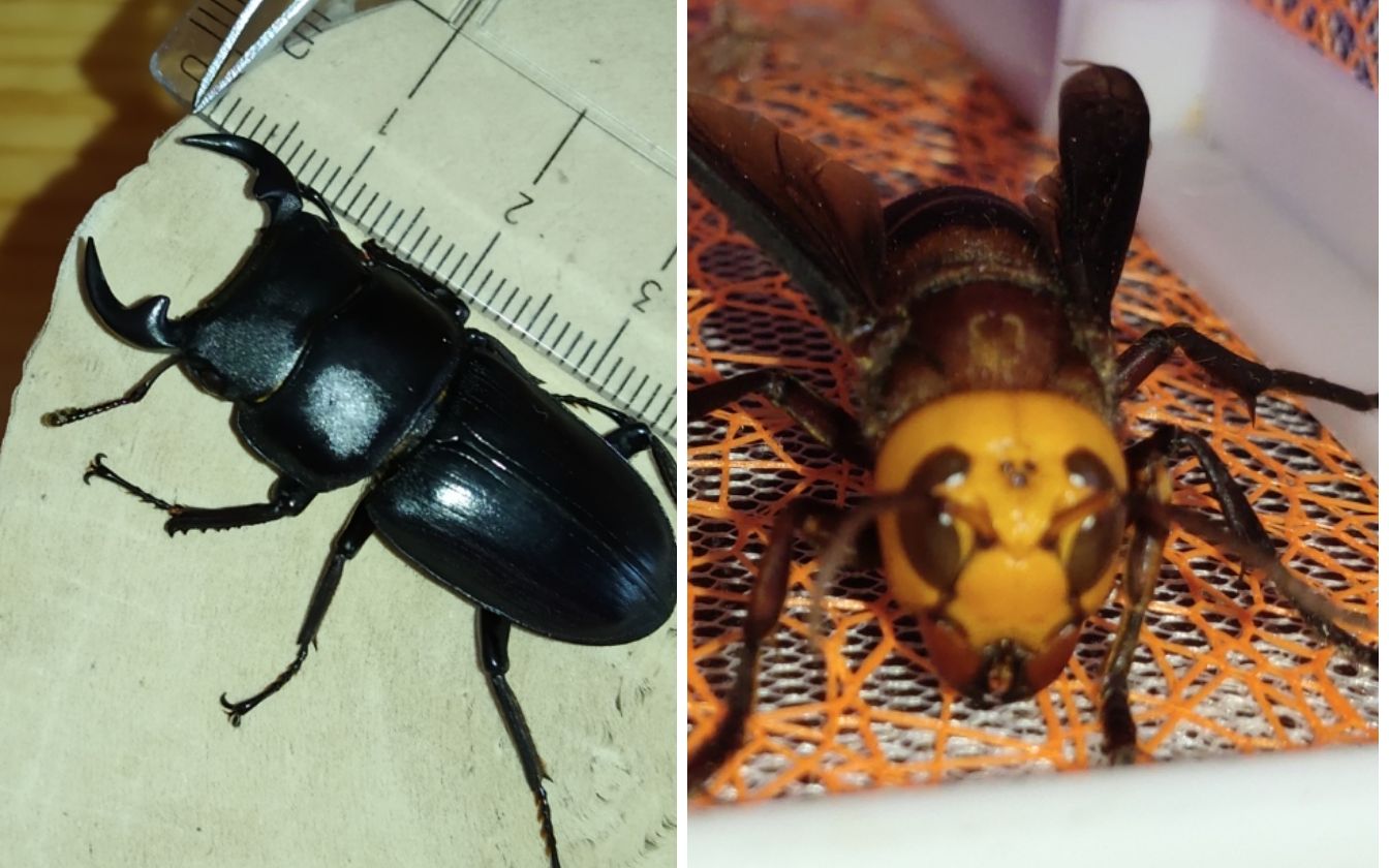 斗虫中国大锹vs金环胡蜂