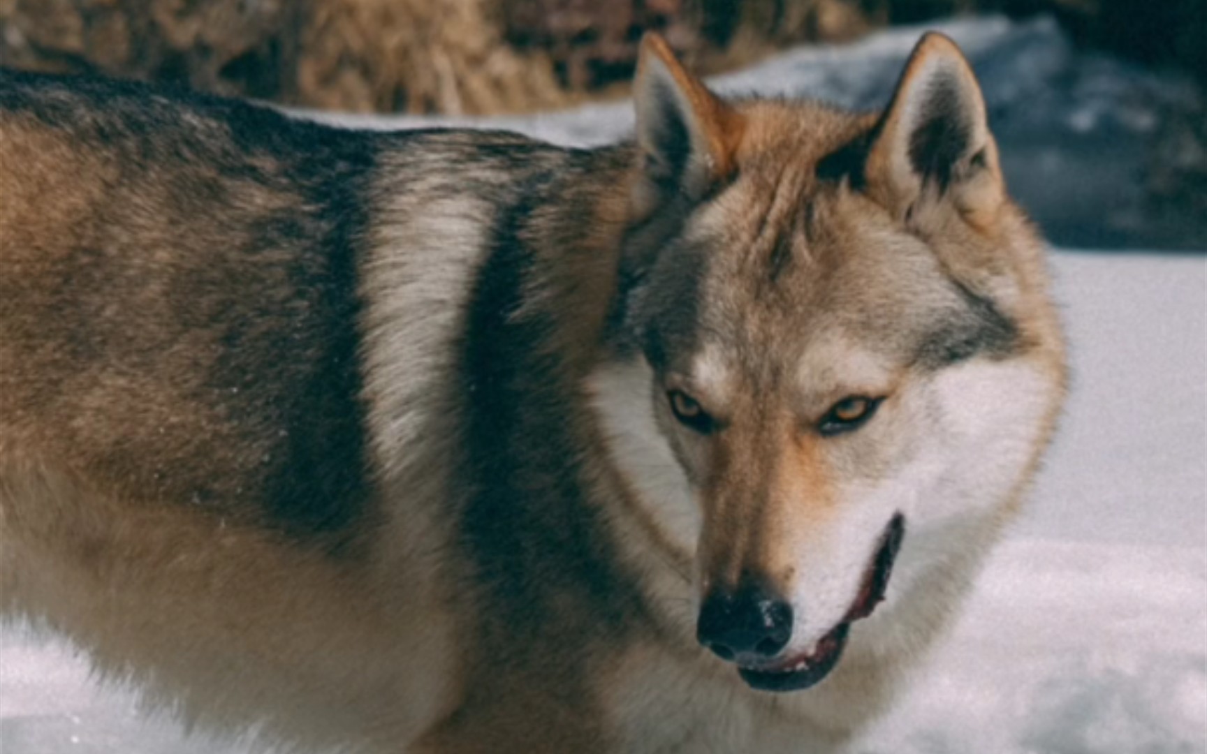 捷克狼犬保护图片