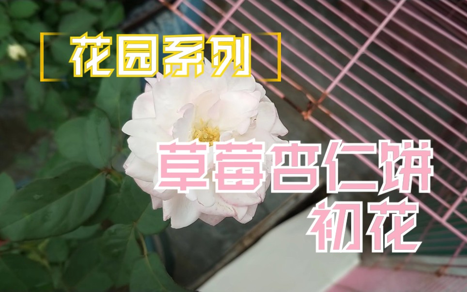 【莜莜酱的花园】月季草莓杏仁饼(合集)哔哩哔哩bilibili