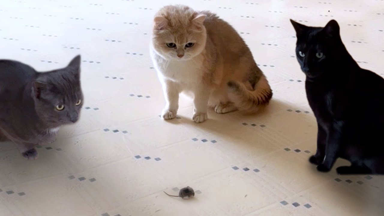 funny cats scared of a baby mouse 07 09 | funniest pets of