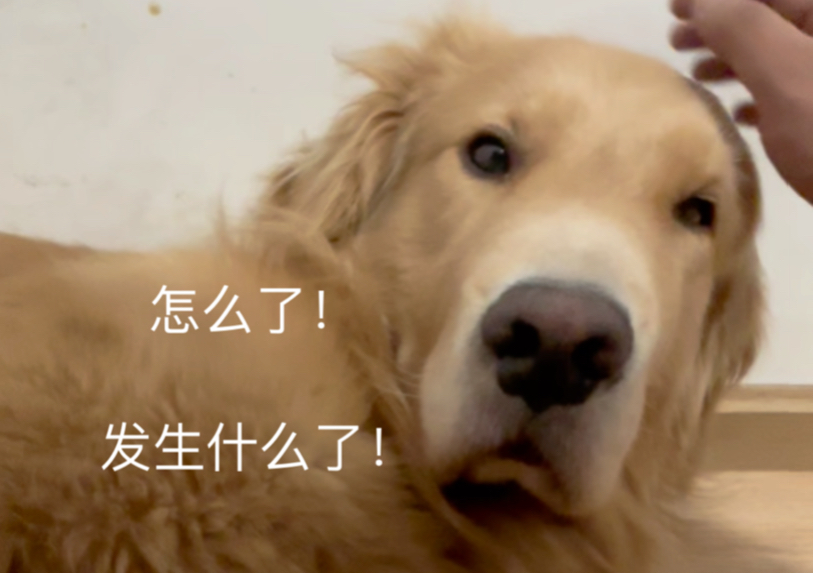 我不造啊!突然就被薅起来了