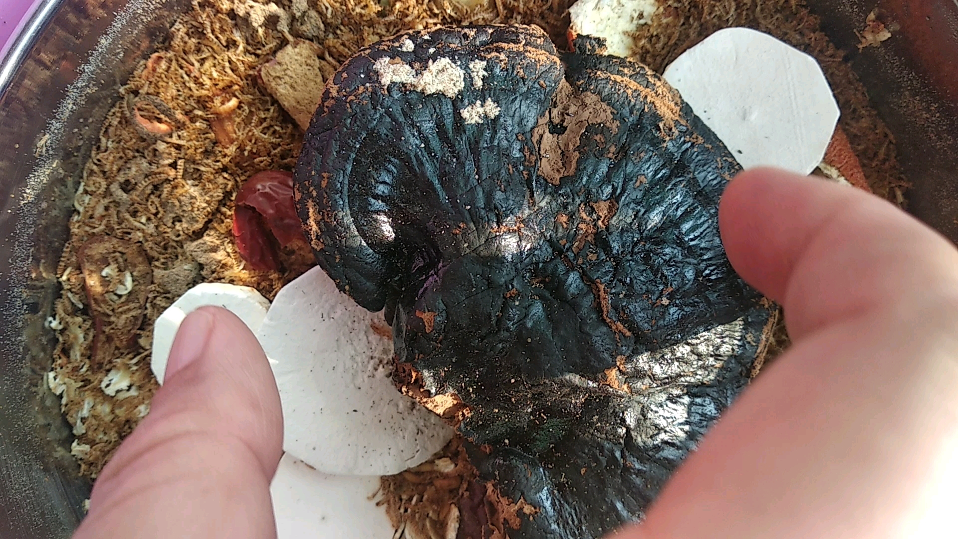 九龙虫的功效与吃法(九龙虫:强身健体,延缓衰老,如何正确食用?