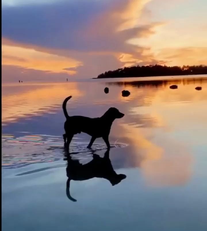 夕阳下在海边散步的狗子,悠然自在地很会享受生活