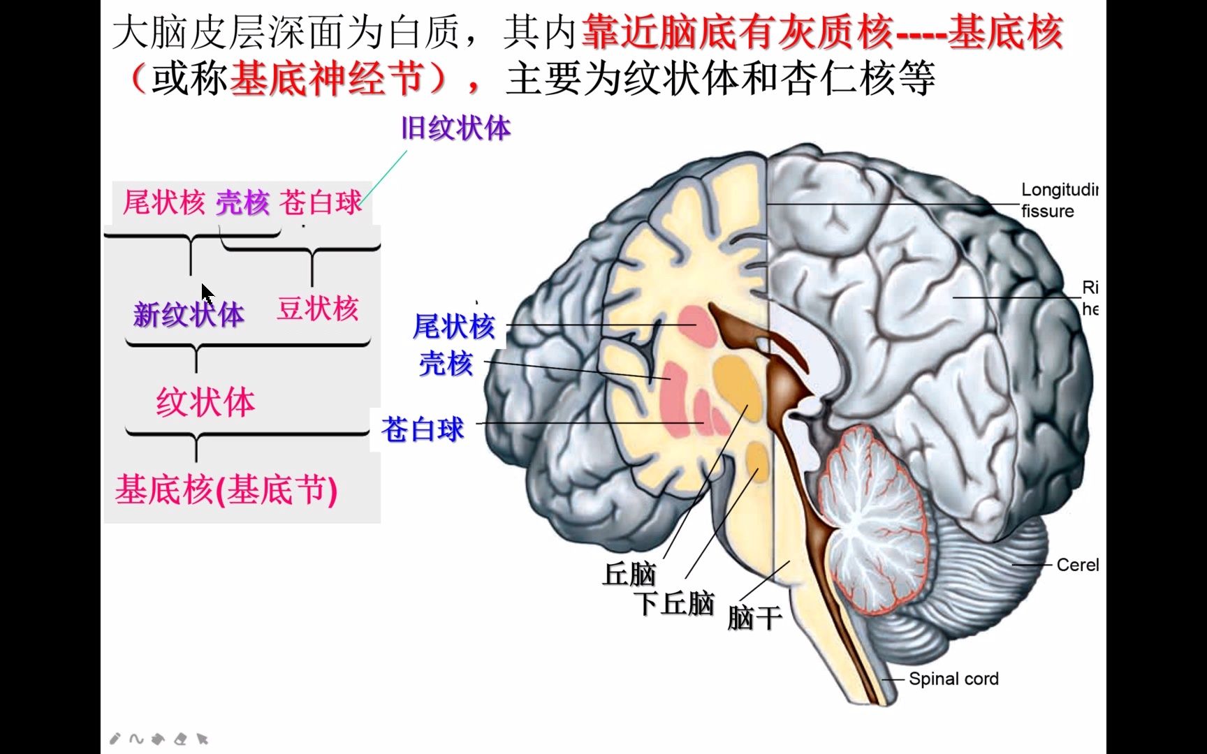 [图]神经解剖6 大脑 20201203_2