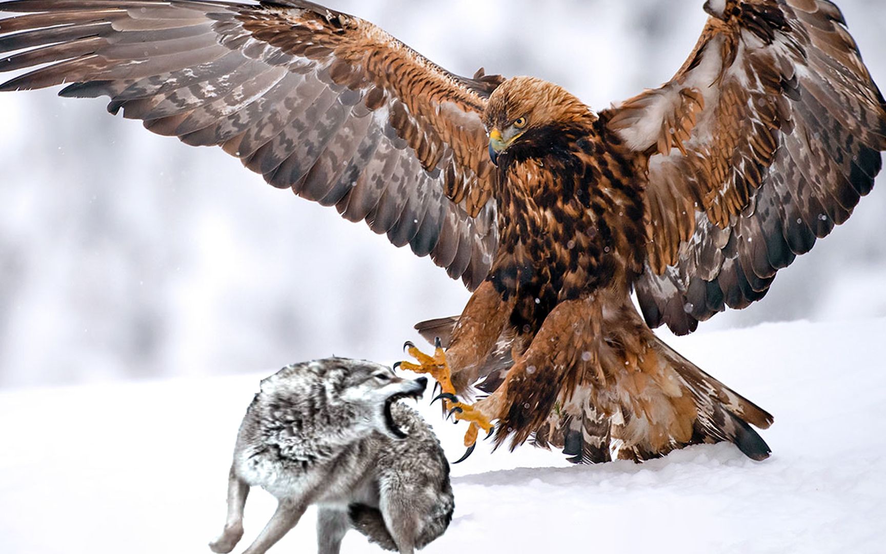 2023年顶级纪录片,猛禽之王金雕,抓羊又抓野狼,再来个自由的飞翔!