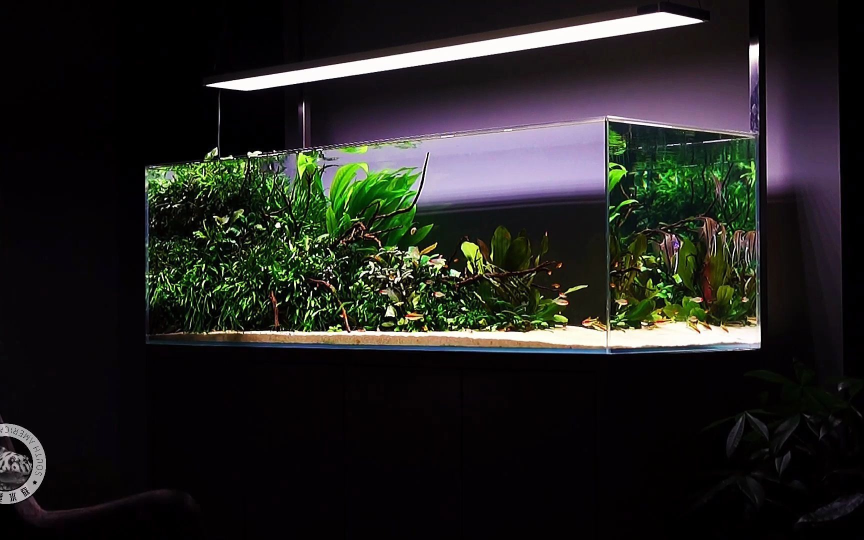 空气鱼缸,超美的1.2米南美生态缸
