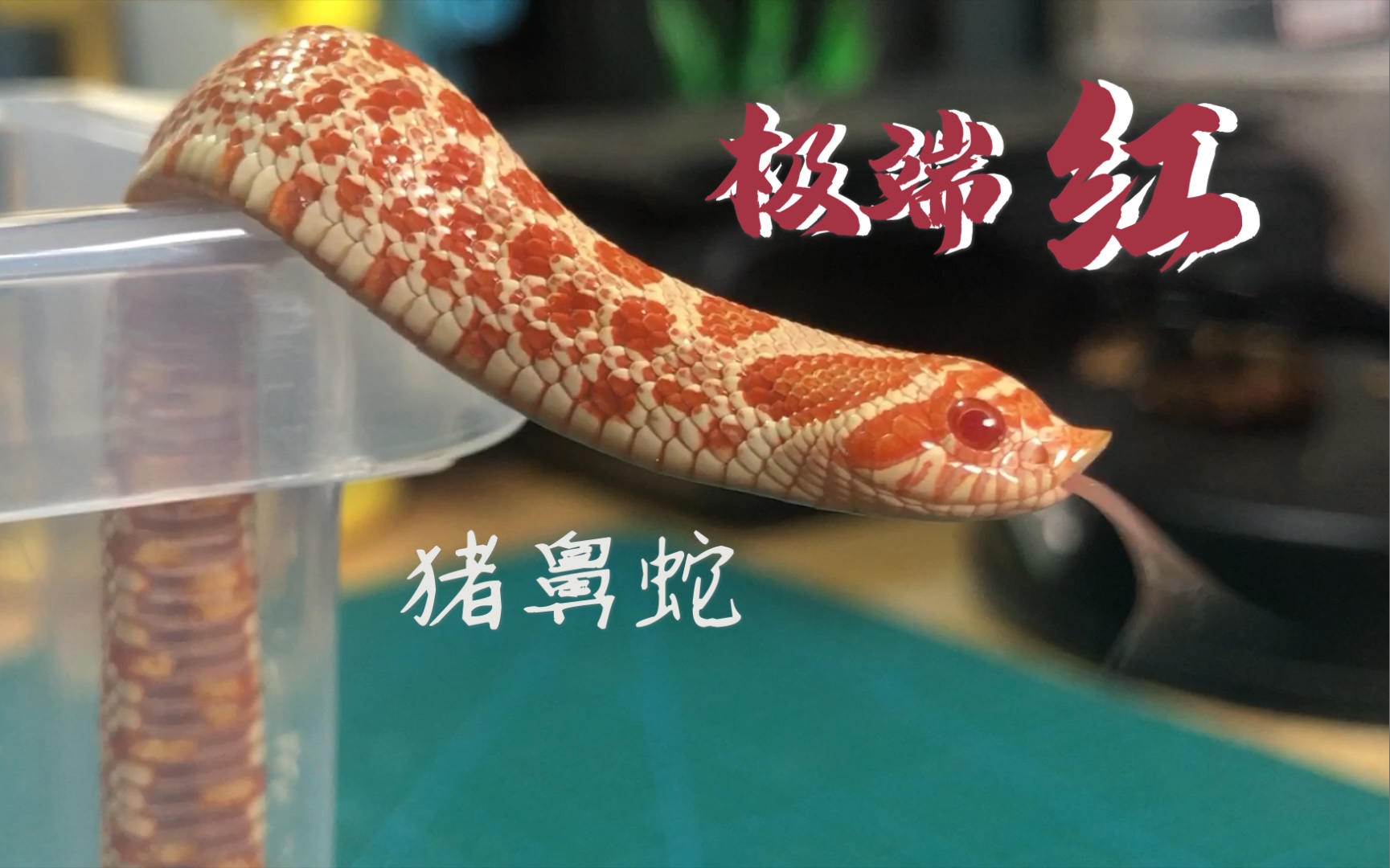 【猪鼻蛇】极端红