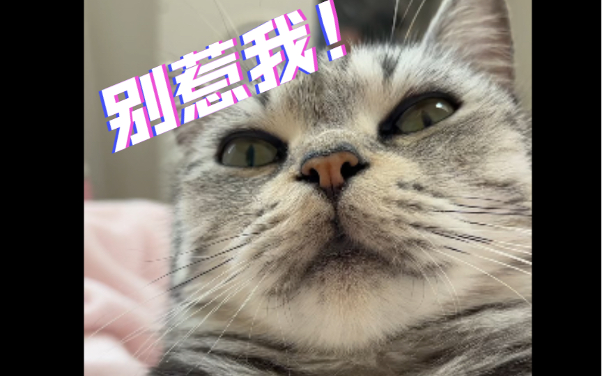 [图]猫之蔑视