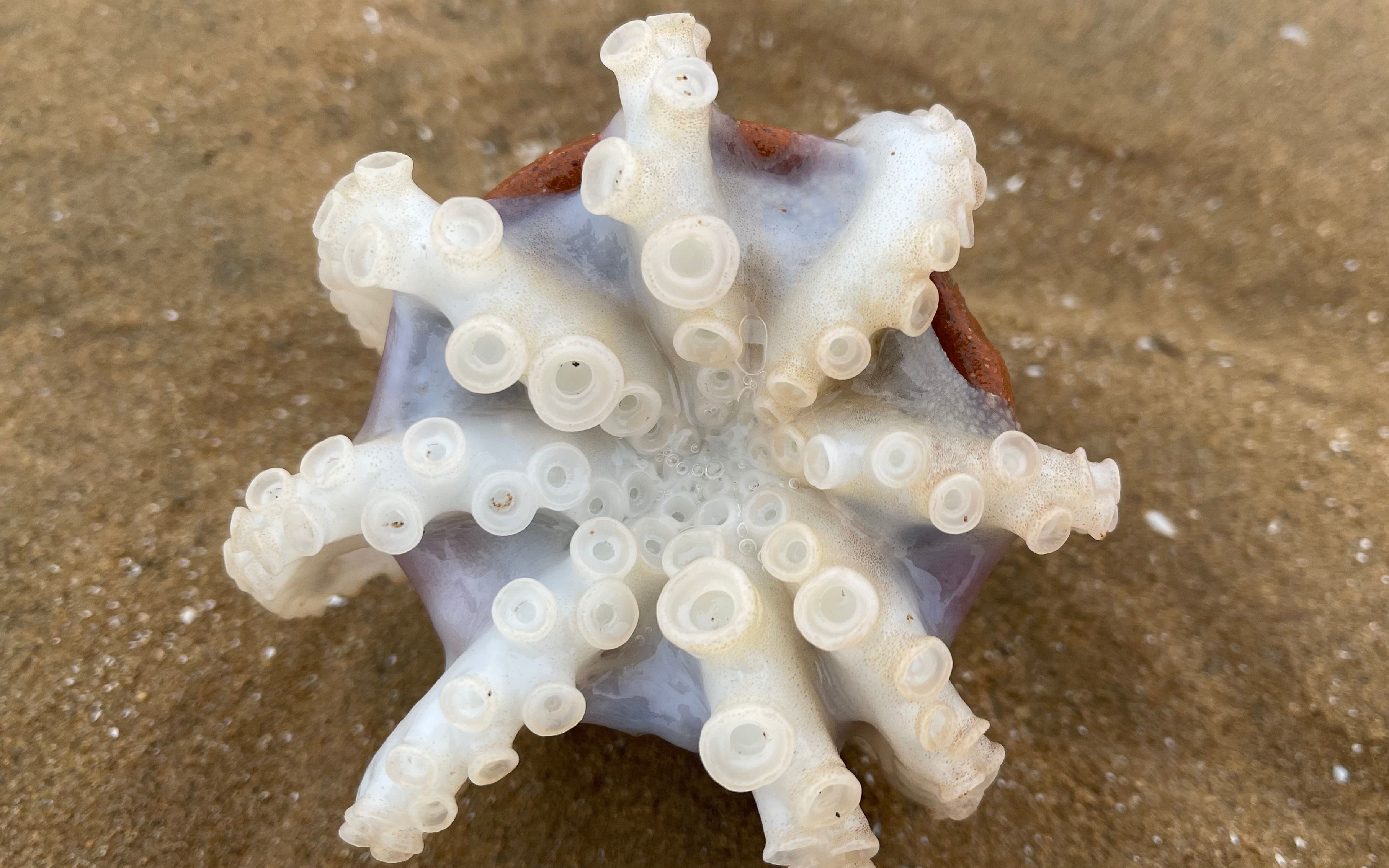 大海退潮后,大庆赶海发现天冷八爪鱼不往罐子钻,居然藏在沙子里